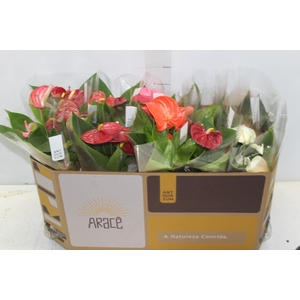 ANTHURIUM VARIADO P12