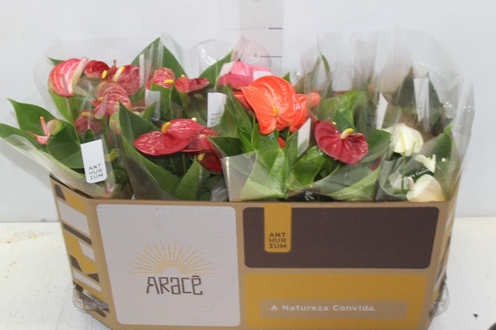 <h4>ANTHURIUM VARIADO P12</h4>