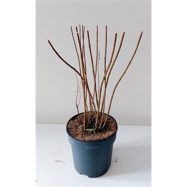 <h4>Salix Purpurea nana bush p17</h4>