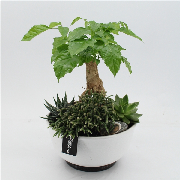 <h4>GRCR-2565 Green Essentials</h4>
