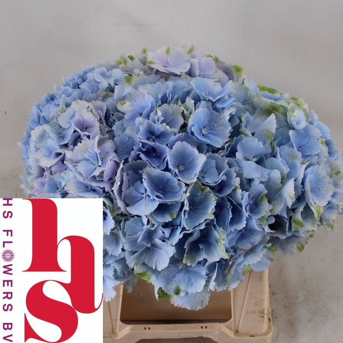 <h4>HYDR M CH VERENA BL</h4>