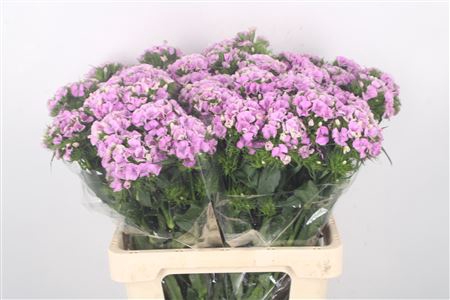 <h4>Di Barb Sweet Will Mag Lavendel</h4>
