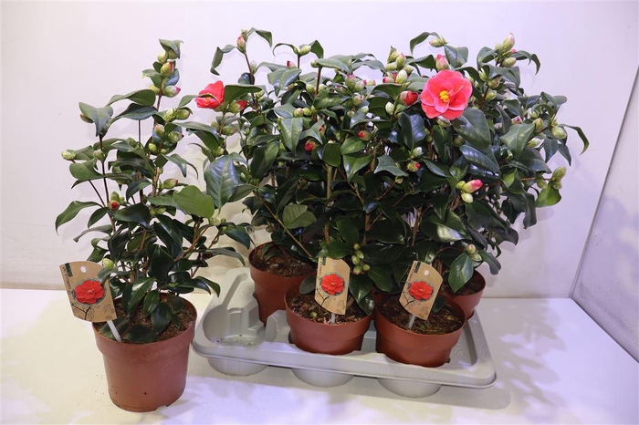 <h4>arr8 Came Mary Williams</h4>