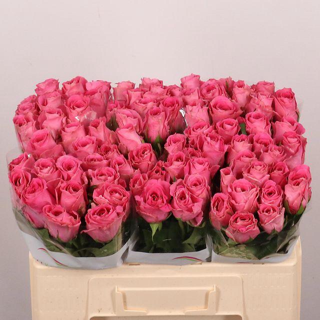 <h4>R Gr Watergame</h4>