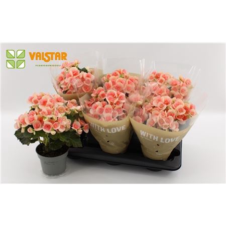 <h4>Begonia Du Nicole</h4>