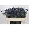 Eryngium Blue Dynamite