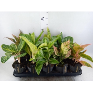 Aglaonema   ...