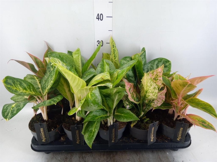 <h4>Aglaonema   ...</h4>