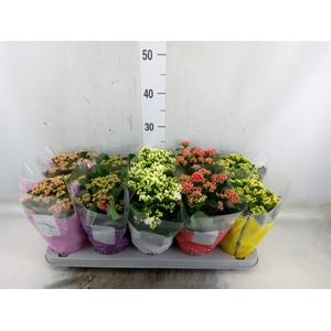 Kalanchoe blos. 'Perfecta'  ..mix 5