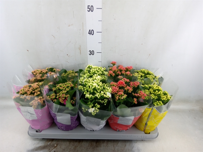<h4>Kalanchoe blos. 'Perfecta'  ..mix 5</h4>
