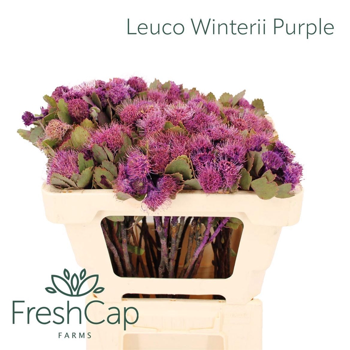 <h4>Leuco Winterii Purple</h4>