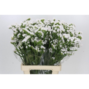 Limonium sinuatum White