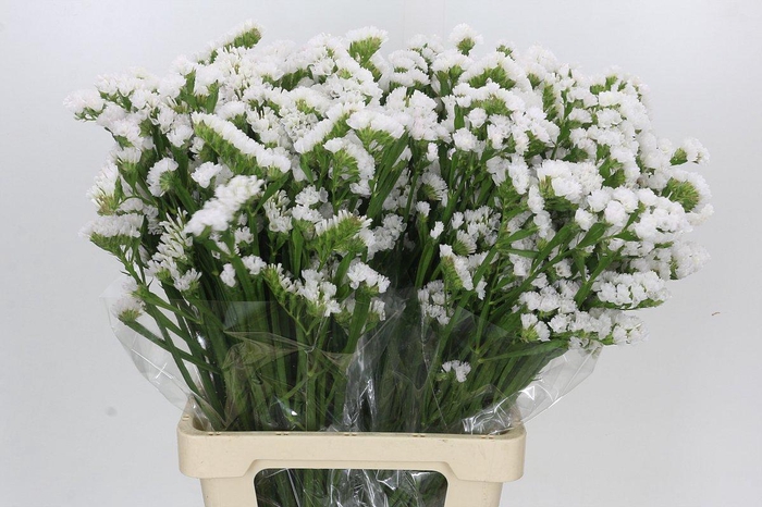 <h4>Limonium sinuatum White</h4>