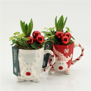 Arrangementen Hyacinthus 6%