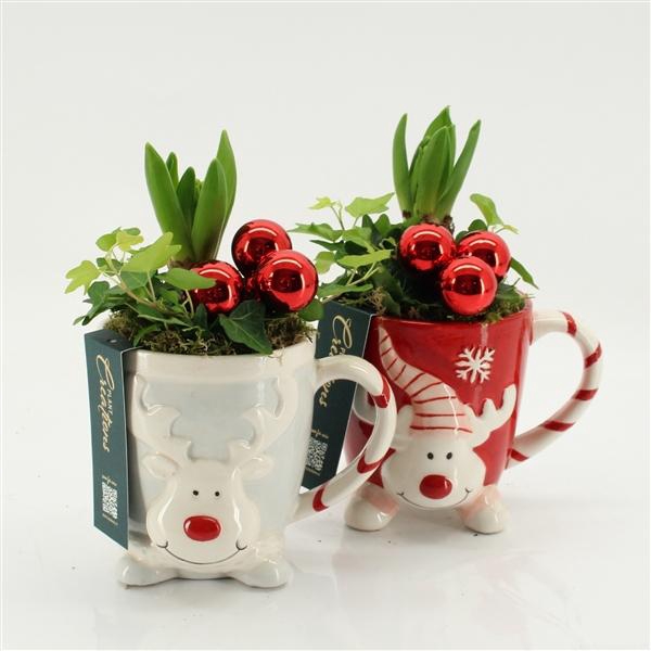 <h4>Arrangementen Hyacinthus 6%</h4>