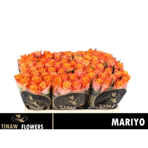 R GR MARIYO!
