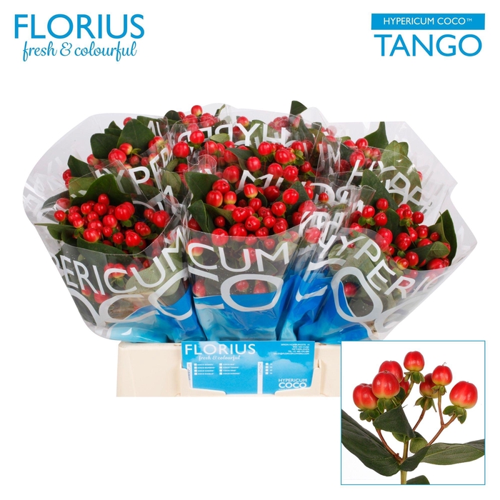 <h4>HYP COCO TANGO</h4>