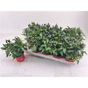 Capsicum Dark Red