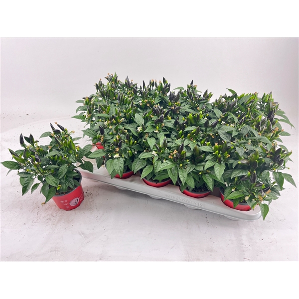 <h4>Capsicum Dark Red</h4>