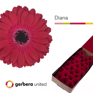 Ge Mi Diana Box United