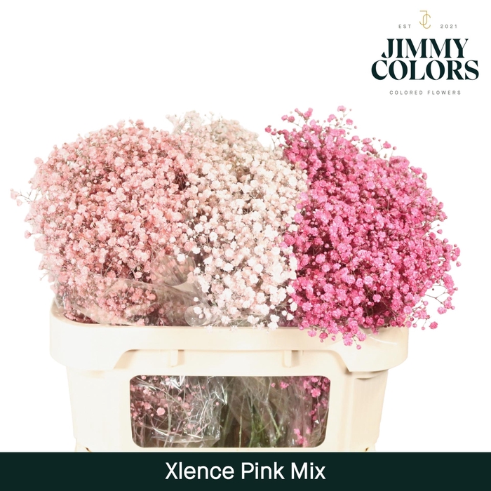 <h4>Gyps Xlence L70 Pink Mix</h4>