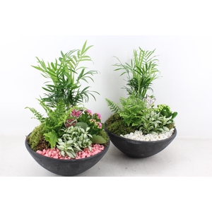 arr2 PL - Ebbischaal L - roze/wit