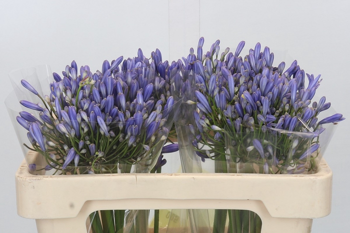 <h4>Agapanthus Blue Heaven</h4>