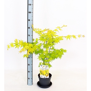 ACER PA ORANGE DREAM