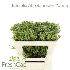 Berzelia arbrotan.