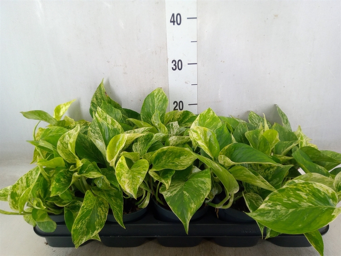 <h4>Epipremnum pinn. 'Marble Queen'</h4>