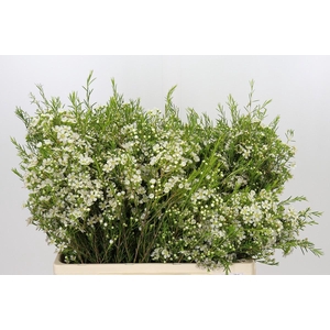 Chamelaucium Ofir