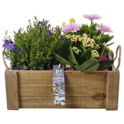 <h4>PTPP3203 Arrangementen Tuinplanten</h4>