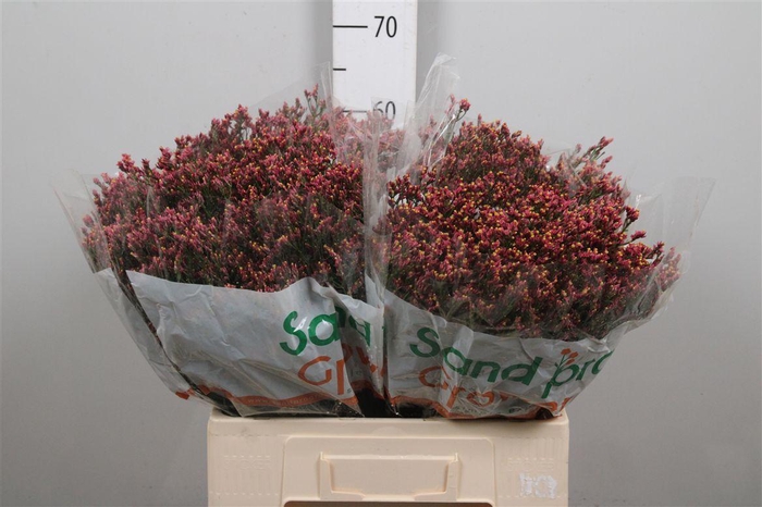 <h4>Lim Sin Max Diamond</h4>