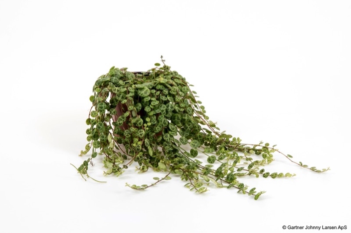 <h4>PEPEROMIA PROSTRATA P11 STRING OF TURTLES</h4>