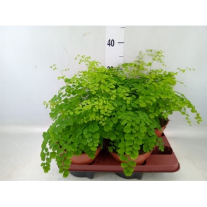 Adiantum raddi. 'Fragrans'