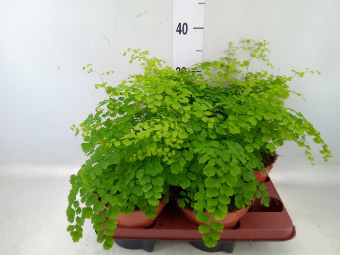 <h4>Adiantum raddi. 'Fragrans'</h4>