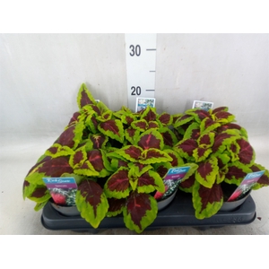 Plectranthus col. 'MSt Alligator A'