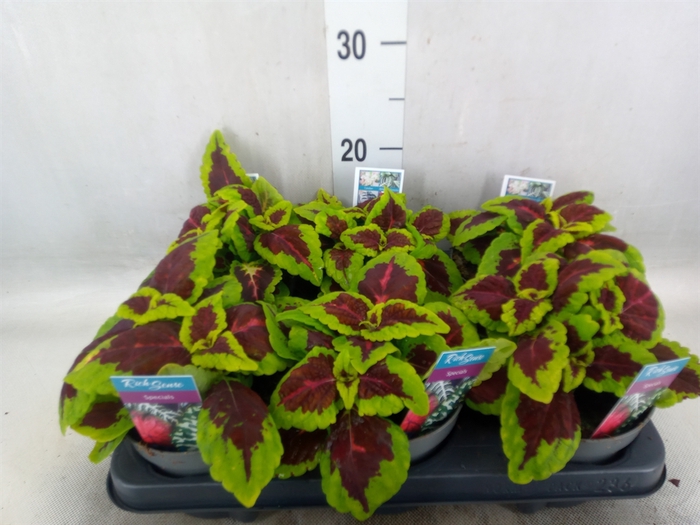 <h4>Plectranthus col. 'MSt Alligator A'</h4>