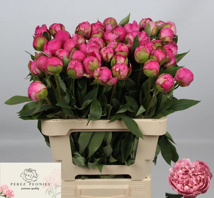 <h4>Paeonia dr alexander fleming</h4>