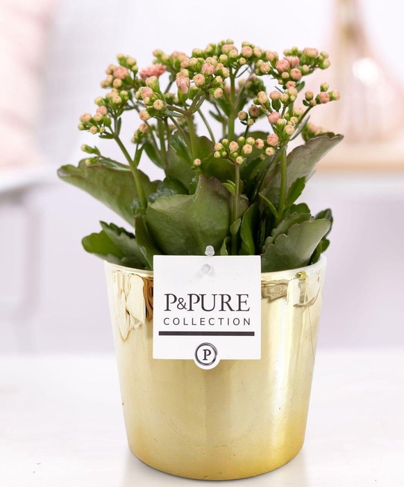 <h4>Kalanchoe pink in P&PURE Laryssa ceramics shiny gold</h4>