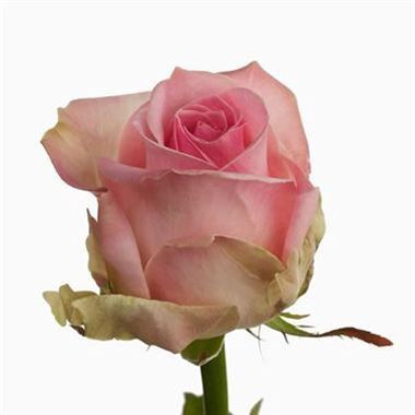 <h4>ROSA SORBET AVALANCHE 040 CM ROSA ESTUFA</h4>