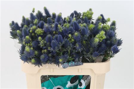 <h4>Eryngium Supernova Qstar</h4>