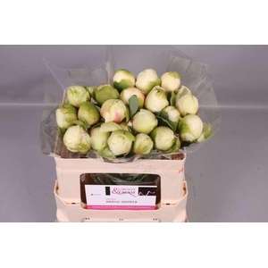 Paeonia Bridal Shower | Heavy Quality