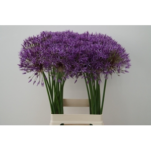 ALLIUM PURPLE RAIN