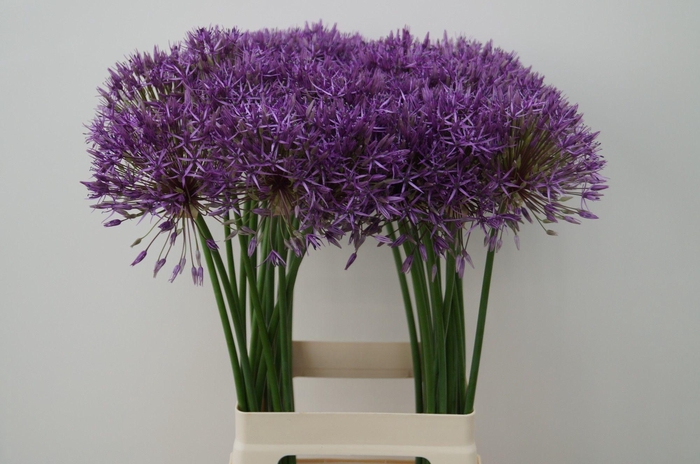 <h4>ALLIUM PURPLE RAIN</h4>