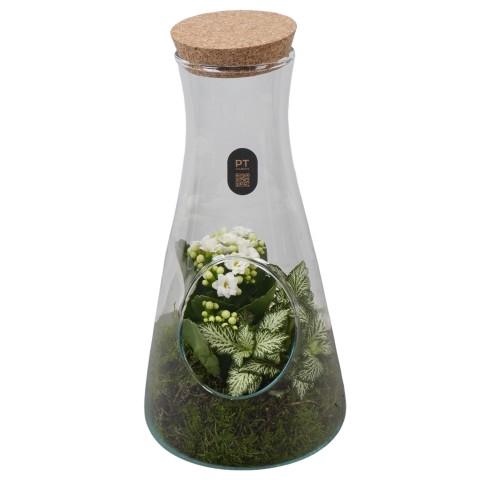 <h4>PTIG2691 Arrangementen kamerplanten</h4>