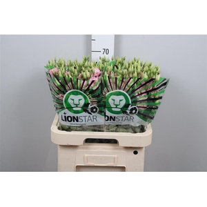 Eus G Lisanne L Pink