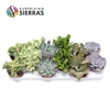 Sierra's® - Valencia Succulent Mix (Prime)