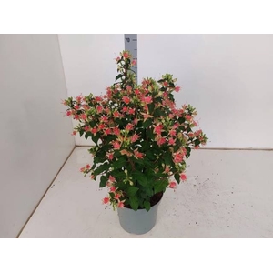 FUCHSIA W JUBELTEEN