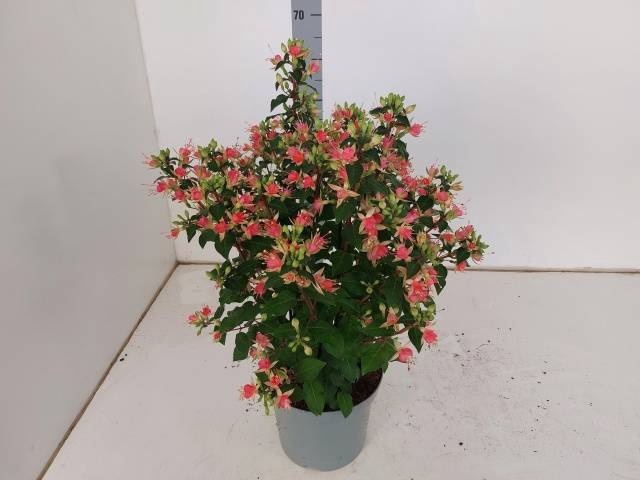 <h4>FUCHSIA W JUBELTEEN</h4>